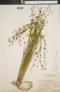 Juncus alpinoarticulatus image